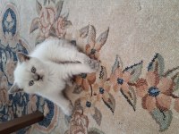 British Shorthair Blue Point