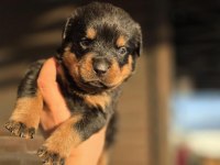 Premium Rottweiler