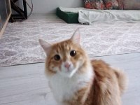 Kısırlaştırılmış erkek sarman kedimiz