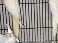 5-6 ay civarı yavru lutino cinsi kırmızı göz sultan papağanı