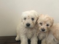 Maltese terrier 45 günlük köpekler