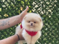 SAĞLIK VE IRK GARANTİLİ POMERANİAN KÖPEĞİ