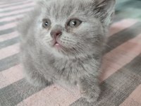 bu guzel yavrulara yuva ariyoruz
