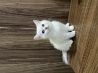British shorthair yavrularım