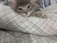 TAŞINMA NEDENİ İLE KEDİMİZİ SAHİPLENDİRİYORUZ
