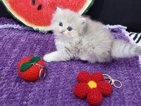 Ay11 By12 Ny11 Safkan Golden Yavrular Catteryden