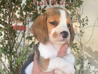 SDK çiftlikten elizabeth Beagle yavrular