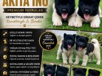 AMERİKAN AKİTA INU PREMIUM YAVRULAR