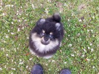 TEACUP POMERANİAN YAVRULARI