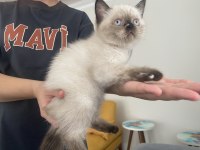 Son yavrumuz uygun dişi british shorthair