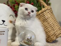 Dişi scottish fold bebeklerimiz