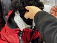 TÜM AŞILARI YAPILI YAVRUMUZ TOY POODLE