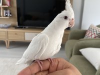 Yavru Sultan Papağanlar