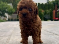 TOY POODLE KÖPEĞİ YAVRULAR