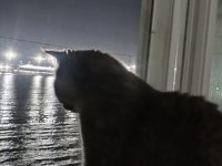 Ücretsiz sahiplendirilecek kedimiz