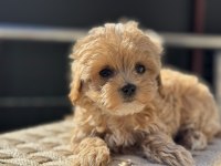 Petmode köpek çiftliğinde ziyarete açık kore maltipoo