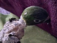 Orman bakanlığı belgeli yavru gökkuşağı lori papağanı