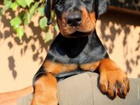 Üst Kalite Doberman Bebeklerim
