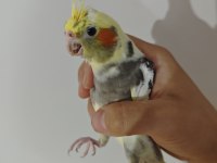 Yavru sultan papağanı