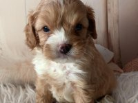 Sevimli Maltipoo Yavrular Yeni Yuvasını Arıyor!