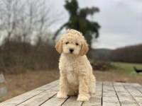 Güzel Maltipoo Yavrumuz