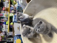 Scottish Fold Bebeklerimiz