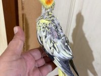 44 GÜNLÜK HARİKA SULTAN PAPAĞANI BEBEK