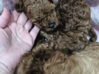 Top poodle köpeği