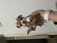 1 Aylık Chihuahua Yavrular