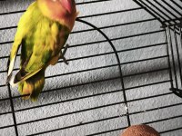 Erkek Mutasyon Cennet Papağanı
