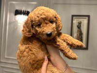 A PLUS POODLE YAVRULAR