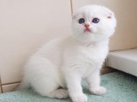 Bebek Surat Silver Scottish Fold