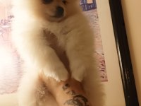 A kalite pomeranian bebeklerim