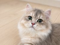 British Longhair Ay25 Erkek
