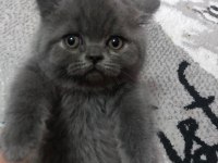 Dünya tatlısı british longhair yavrular