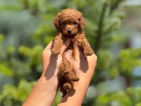Pofuduk poodle yavrularımız