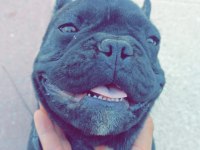 8 aylık french bulldog