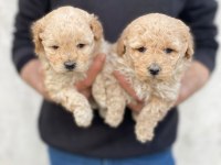 Maltipoo Bebekleri
