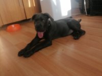 Safkan cane corso bebekler
