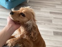 İngiliz Cocker Köpeği
