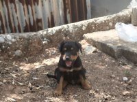 Yavru erkek 2.5 aylık rottweiler