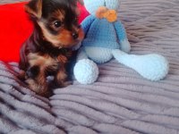 Mini Micro Anne Babadan A Kalite Yorkshire Yavru