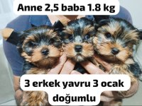 Yorkshire terrier yavrular