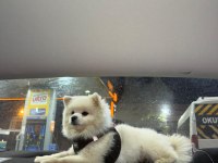 Pomeranian boo 14 aylık