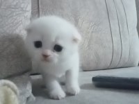 2 aylık yavru scottish fold