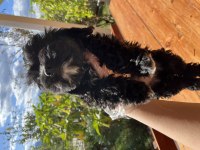 Maltipoo cinsi 2 aylık yavrular
