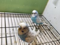 Anne baba ve yavrusu muhabbet kuşlar
