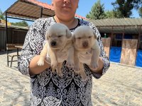 Labrador köpeği yavrularımız