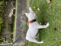 Acil Yurt Dışına Çıkacağım İçin French Bulldog