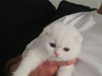 Oyun Canavarı Scottish Fold
